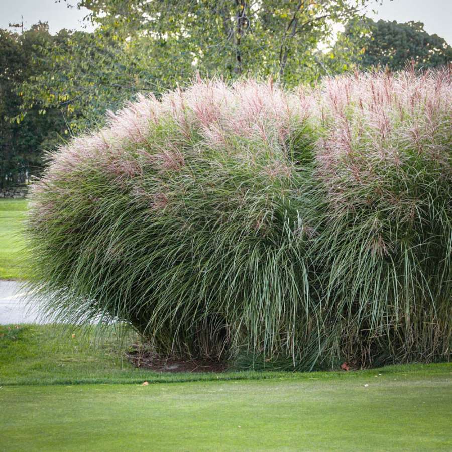 Dividing Maiden Grass (Miscanthus) - Garden Tutor