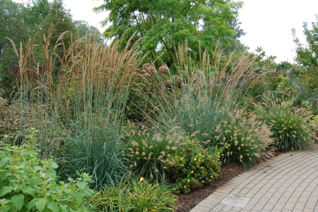Landscaping Ideas Favorite Ornamental Grasses for Midwest