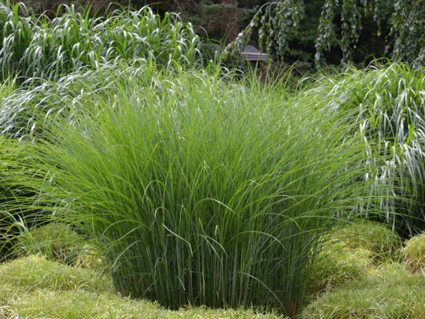Maiden Grass - Plant Guide