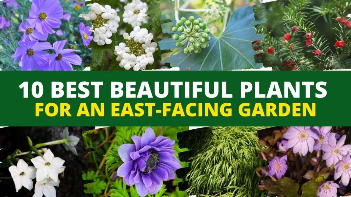Best Beautiful Plants for an East-Facing Garden 🌻🌱