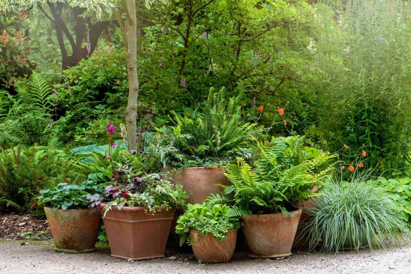Best Ferns To Use In Hanging Baskets On Your Porch