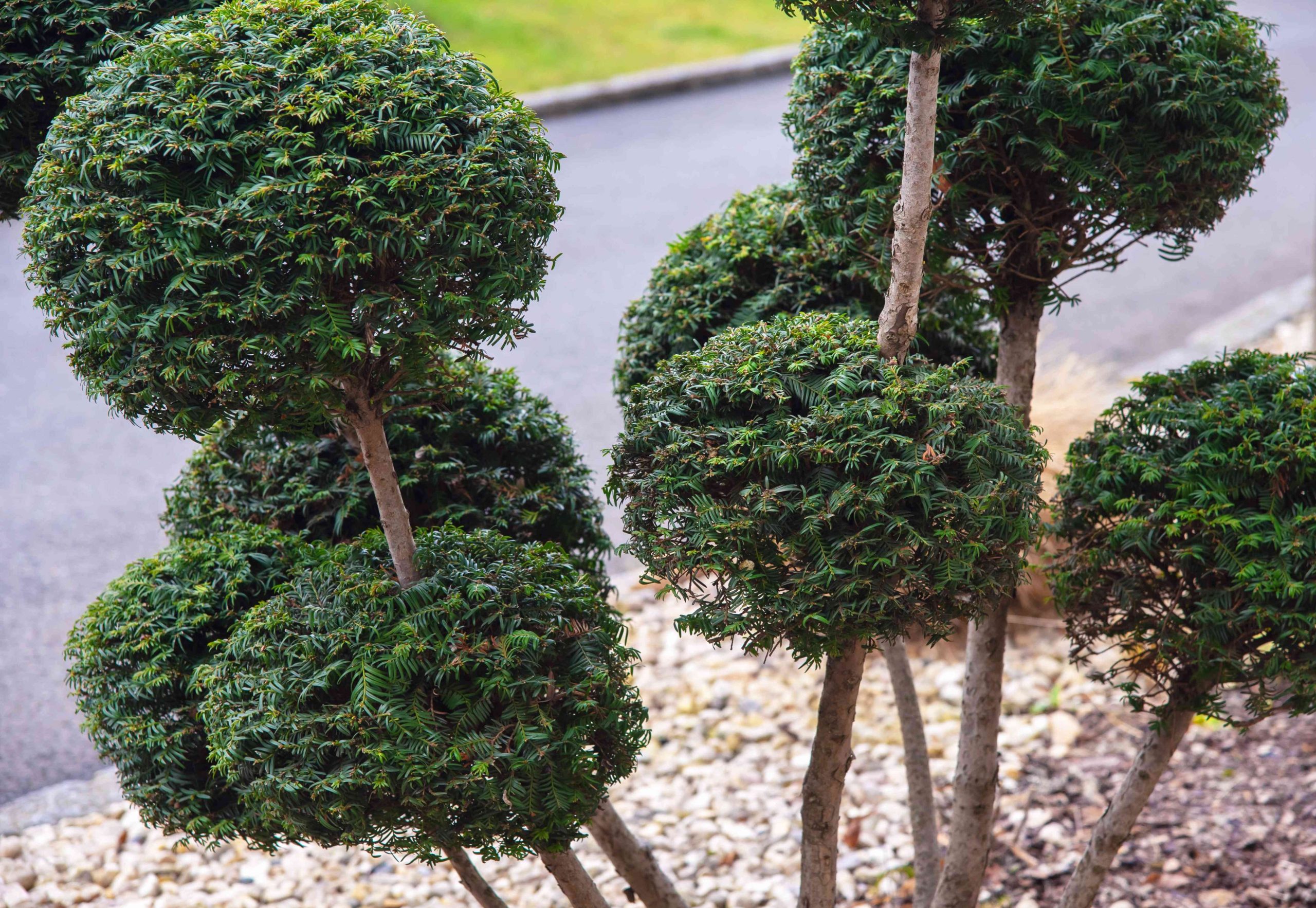 Best Topiary Plants to Grow