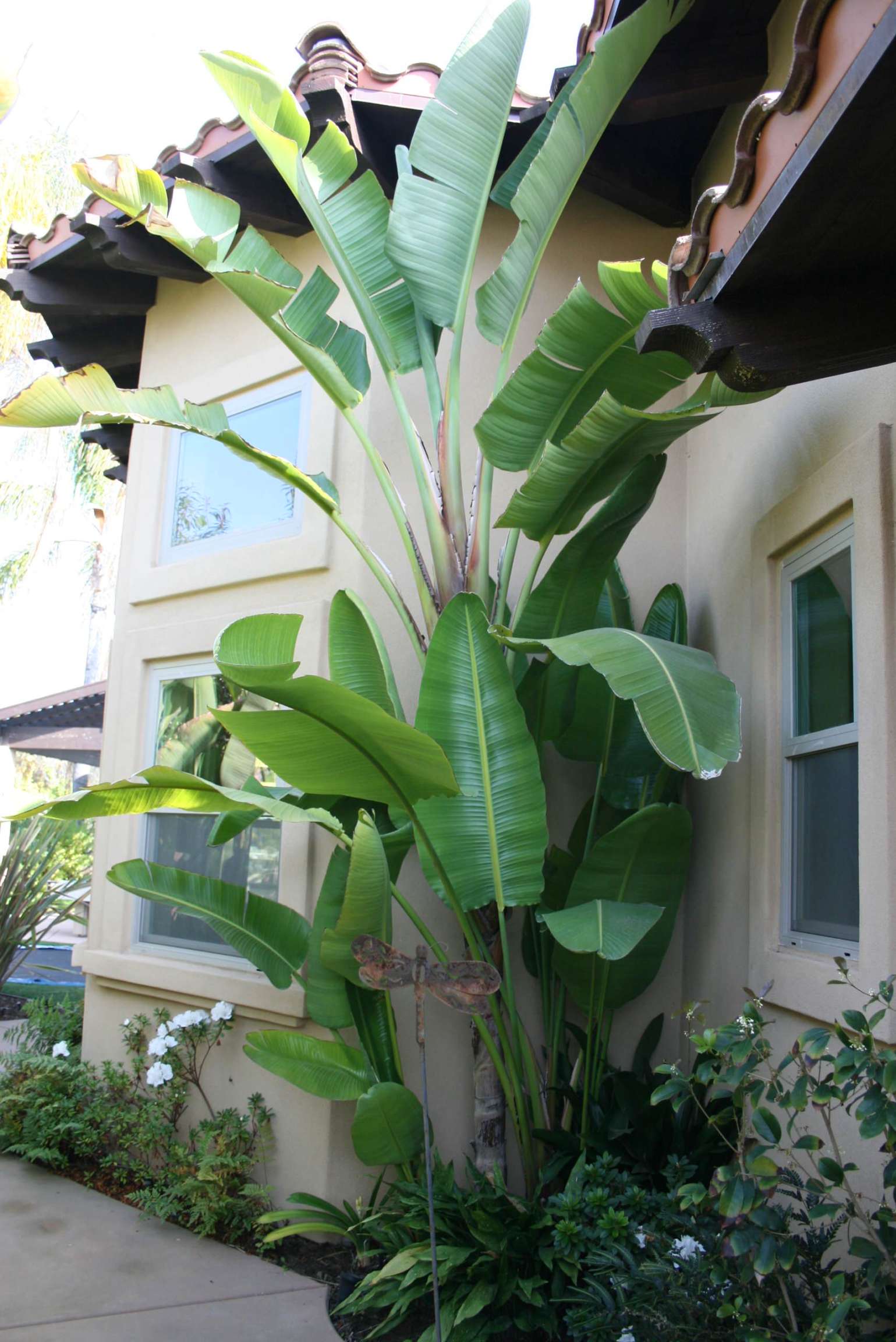 Bird of Paradise  Outdoor Plant Profile  Houzz AU