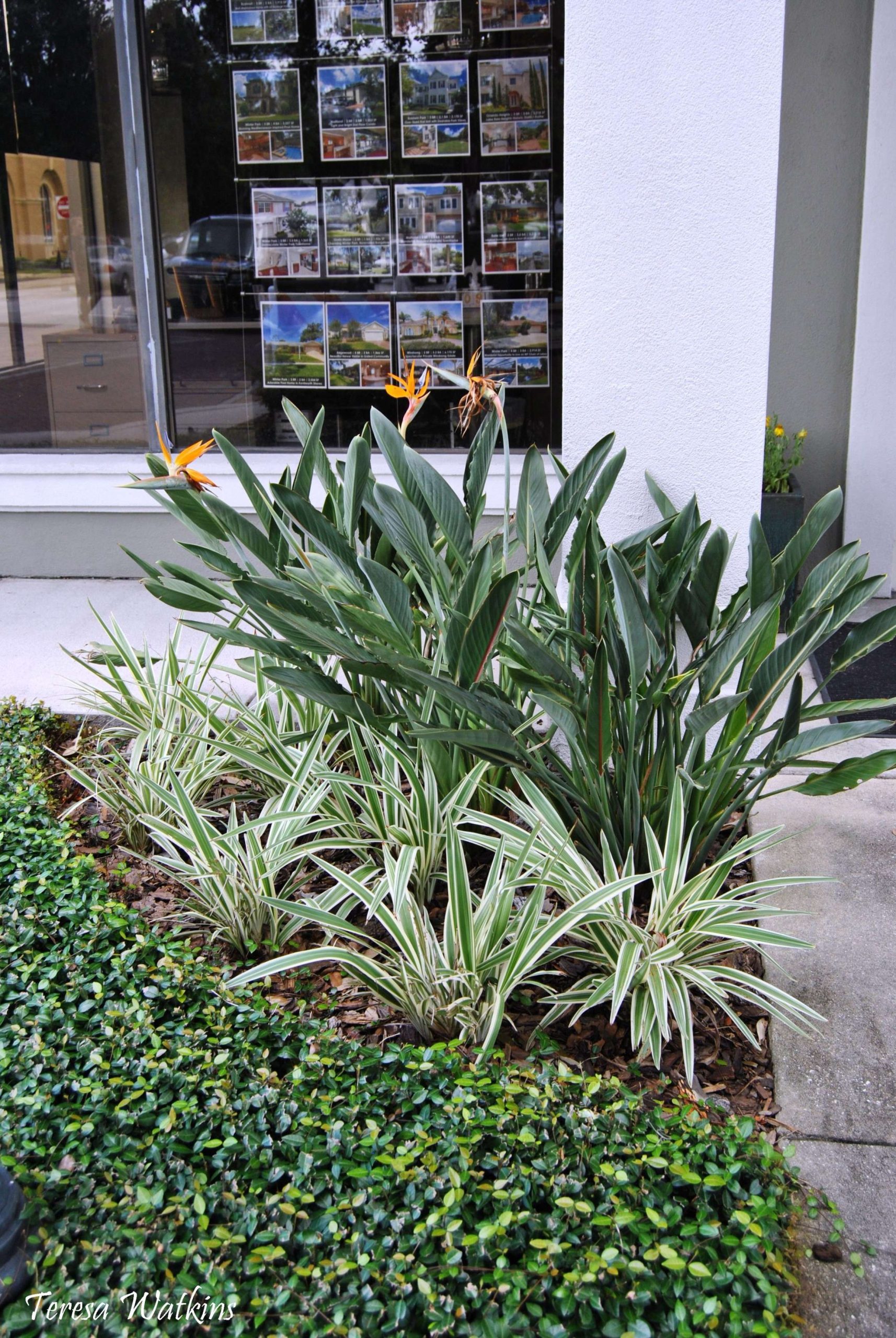 Birds of paradise, aztec grass, and asiatic jasmine in the shade