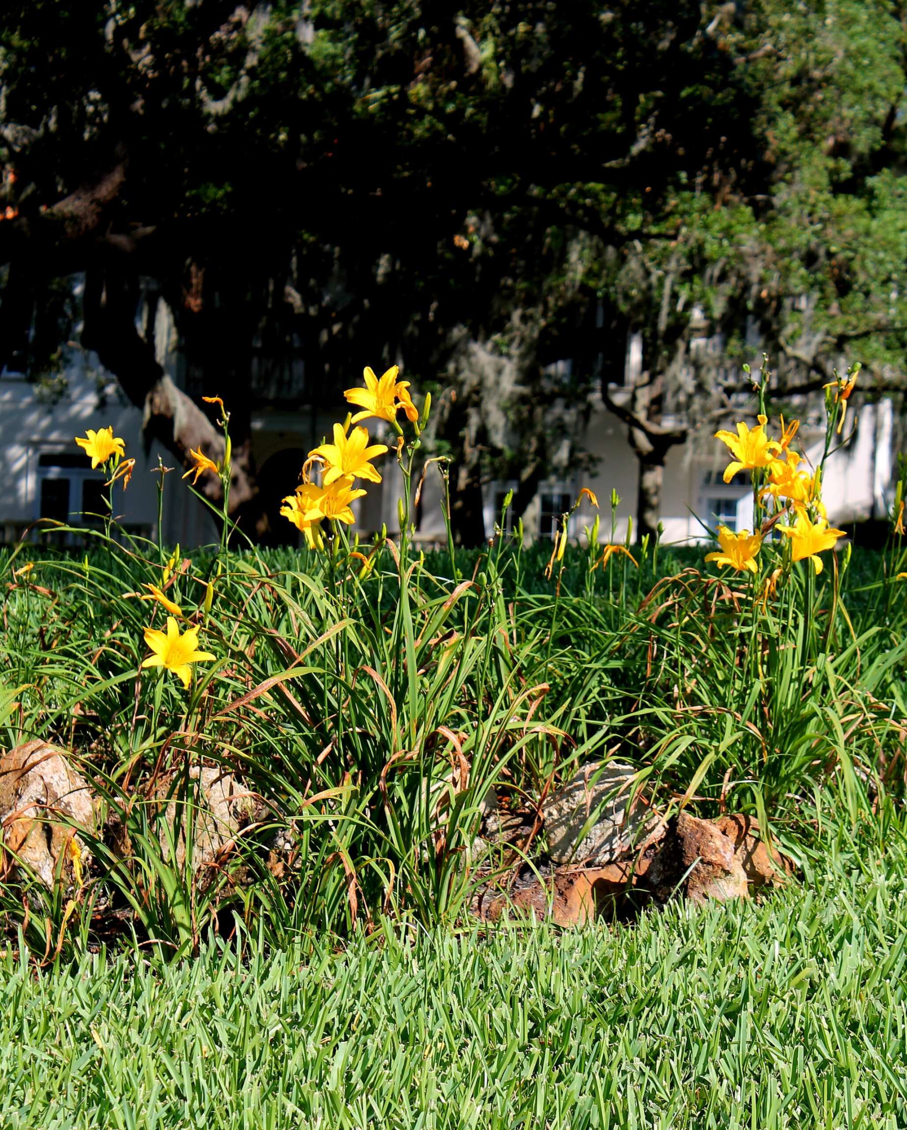 Buy Yellow African Iris in Orlando, Florida, Lake Mary, Kissimmee