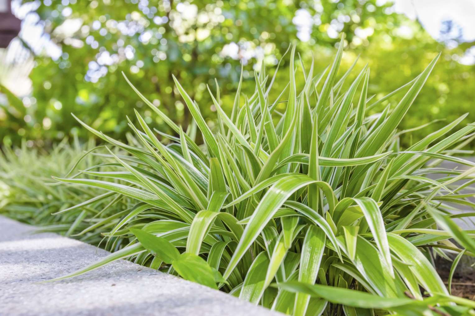 Caring For Spider Plants In Gardens - Using Spider Plant For