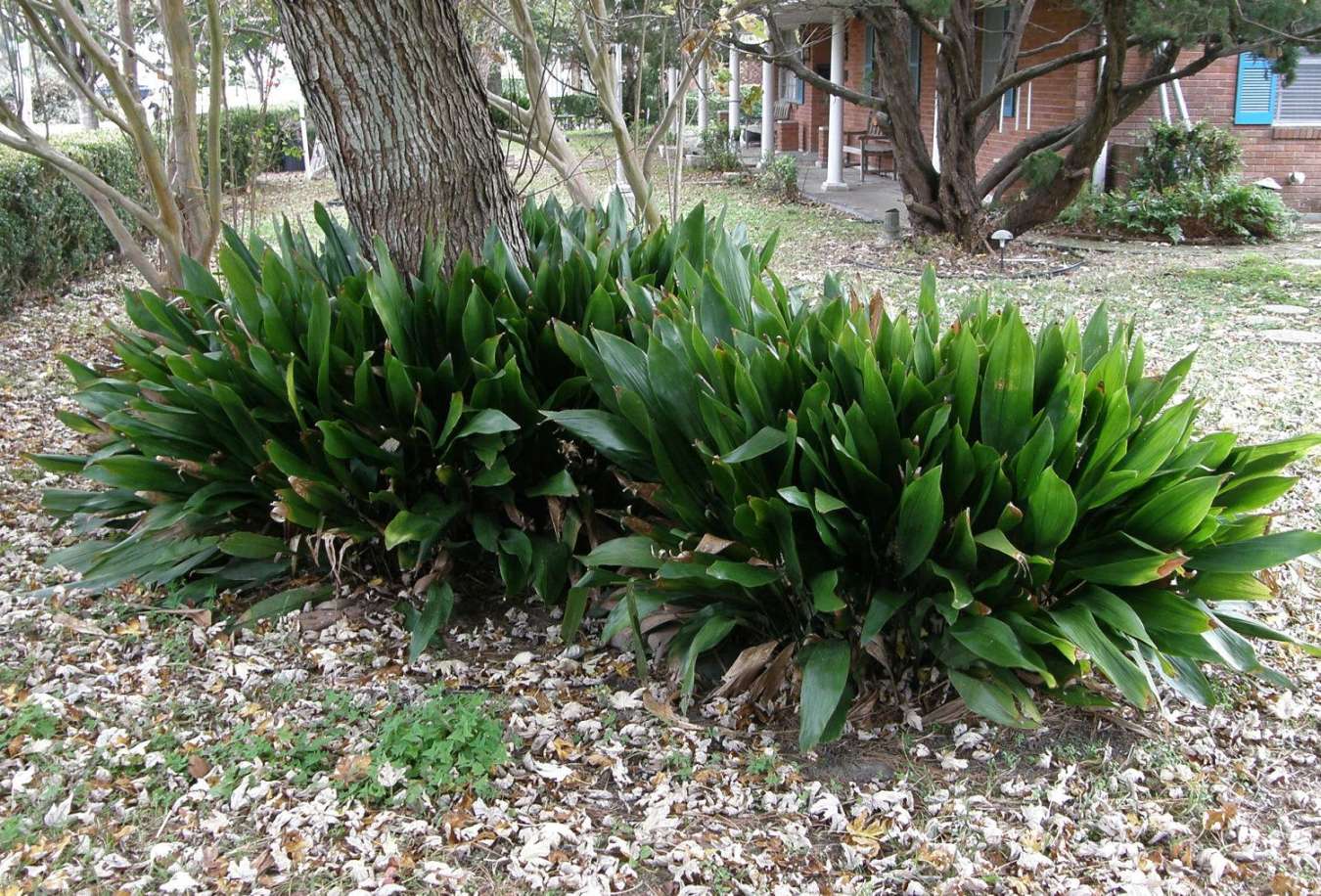 Cast Iron PlantAspidistra elatiorEasy to grow by allzeros on Etsy