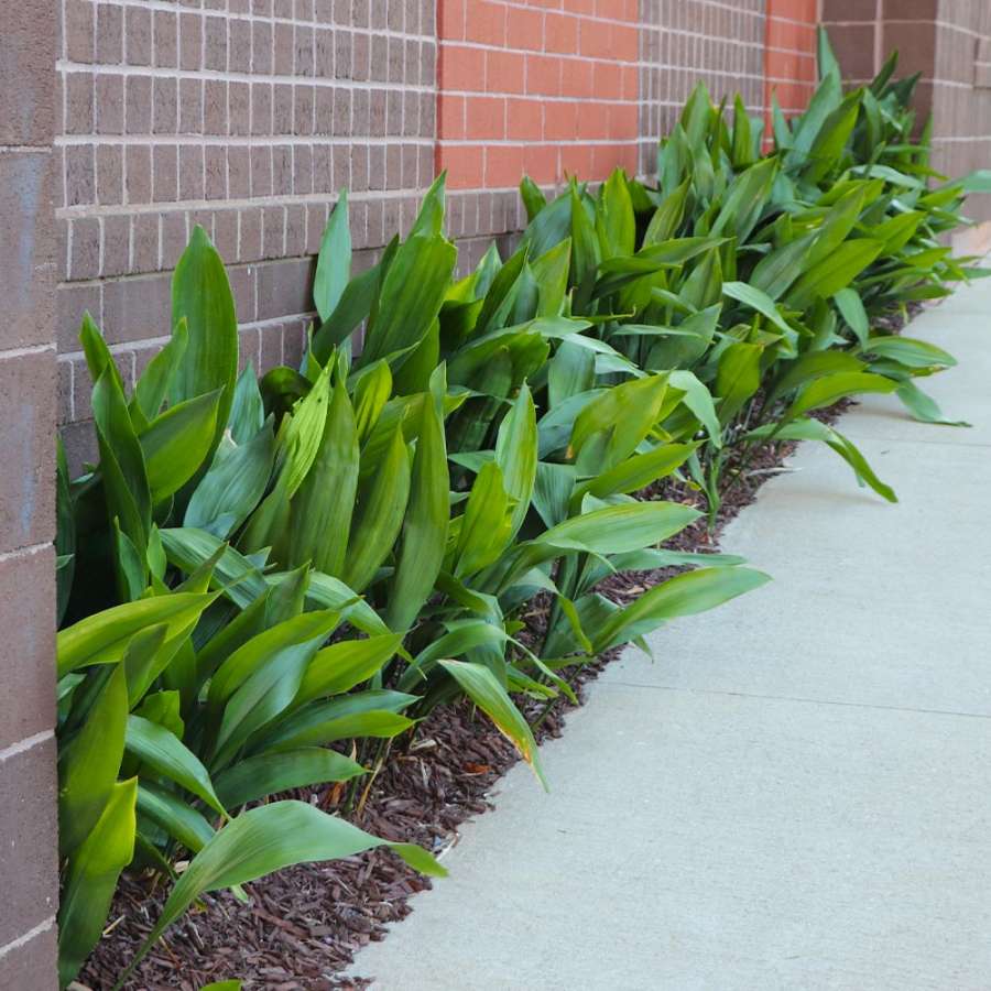 Cast Iron Plants for Sale  FastGrowingTrees