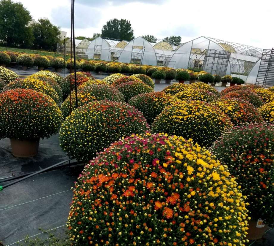 Coordinating Fall Mums, Grasses, and More in Your Landscape