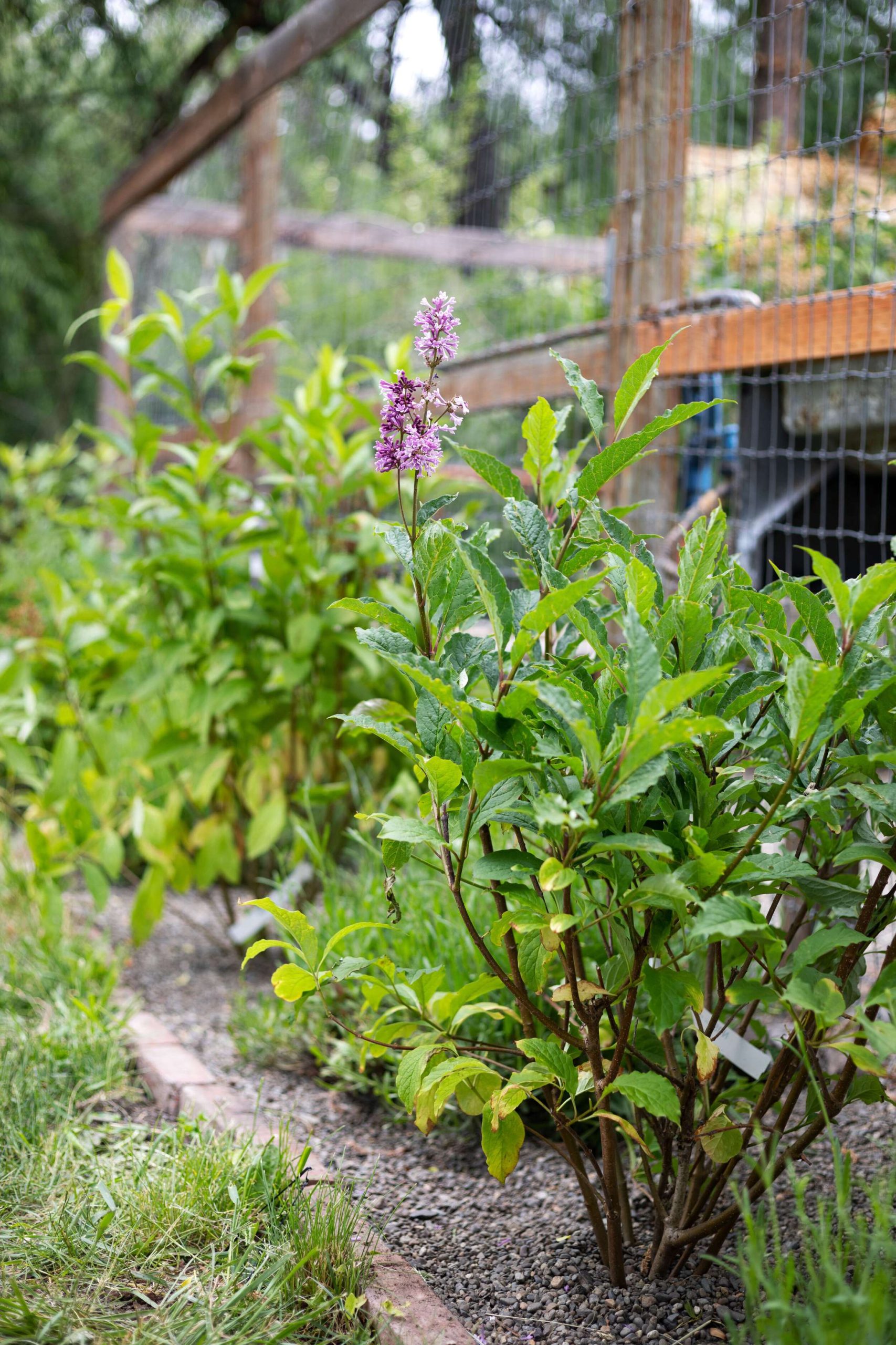 Creating a Lilac Hedge (+ a tip for using landscape fabric) — The