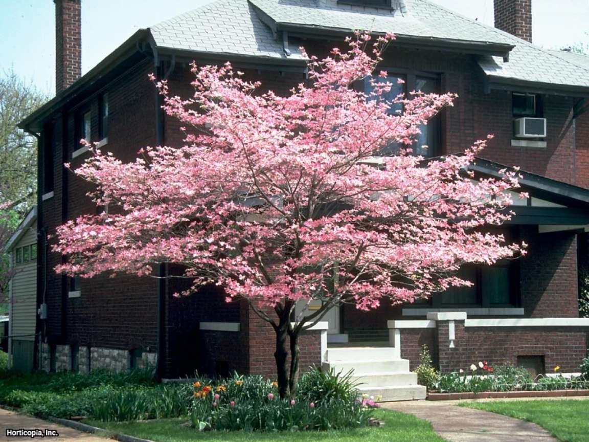 Dogwood Tree Planting, Care, Varieties and Facts  Dogwood trees