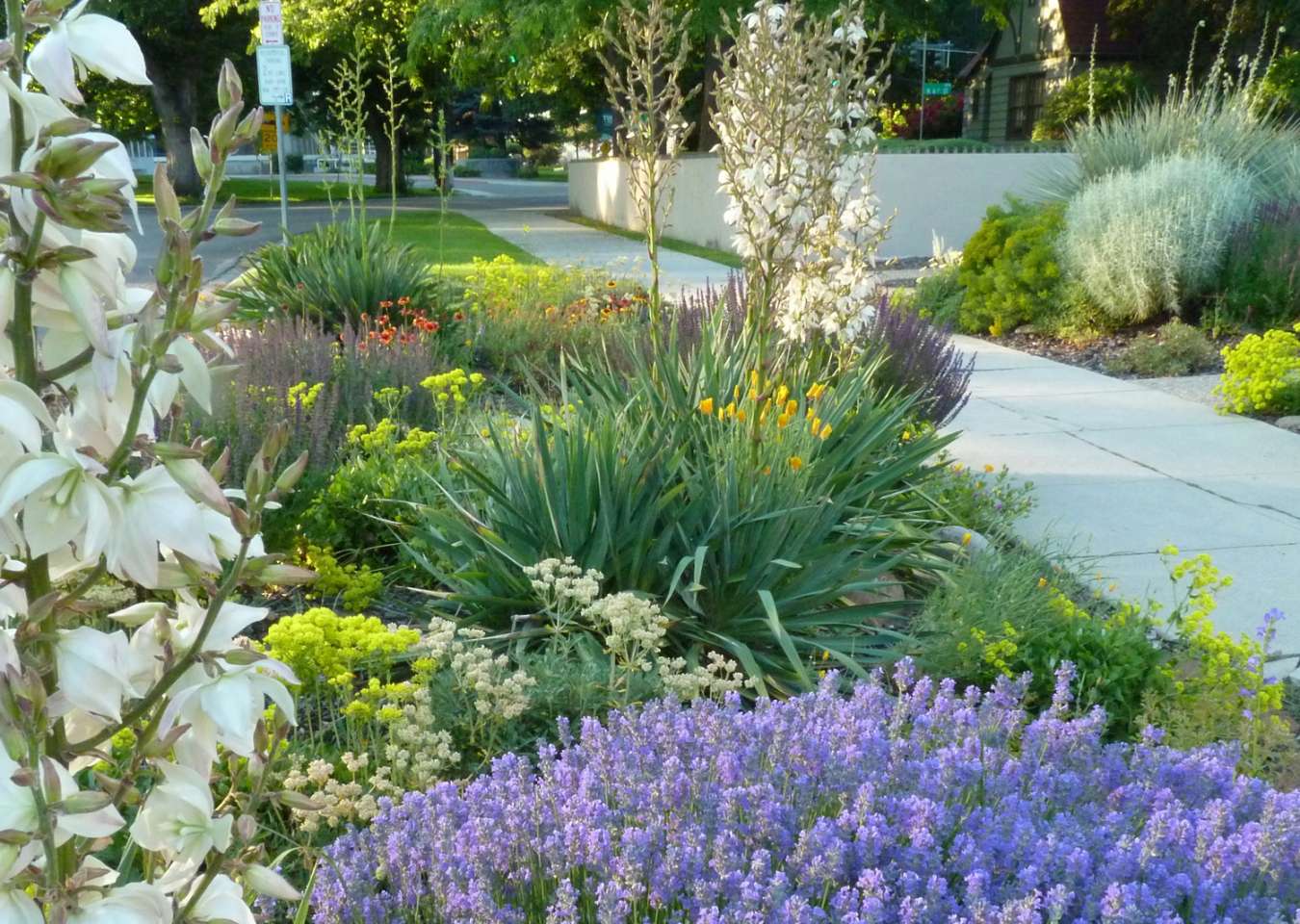 easy-care plants for parking strip gardens