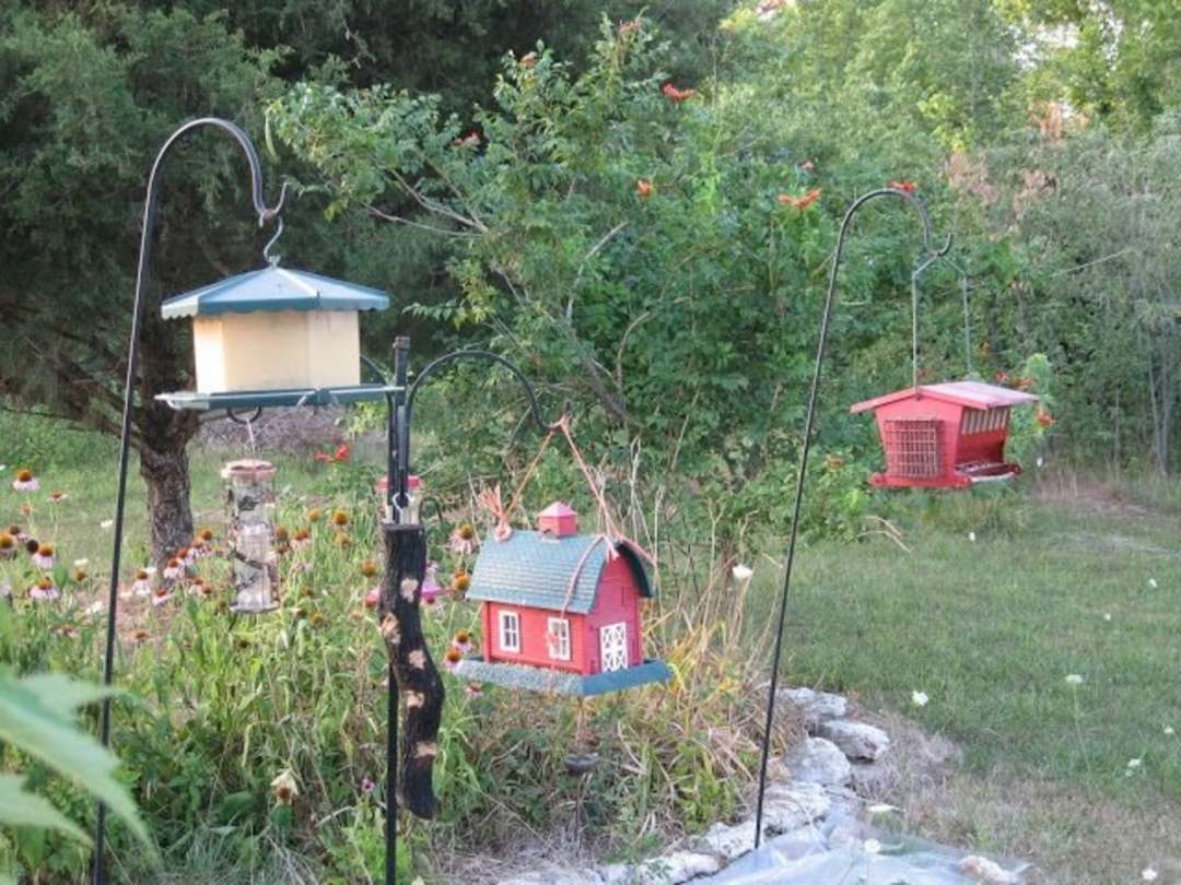 Easy Ways to Landscape Under Bird Feeders - Dengarden