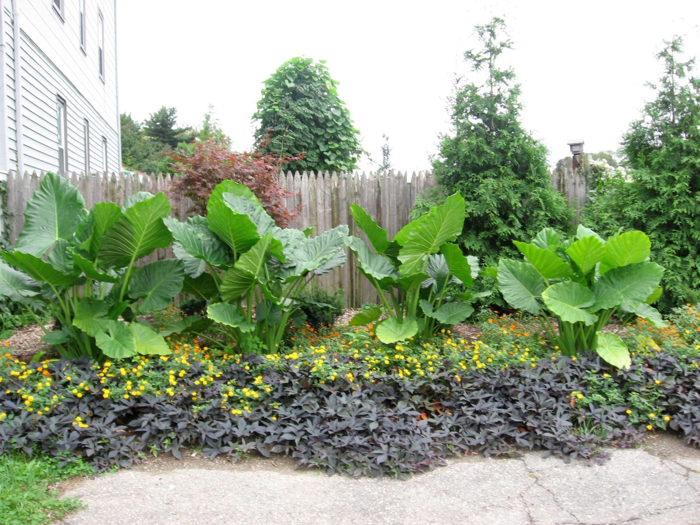 Elephant Ear - Photos & Ideas  Houzz