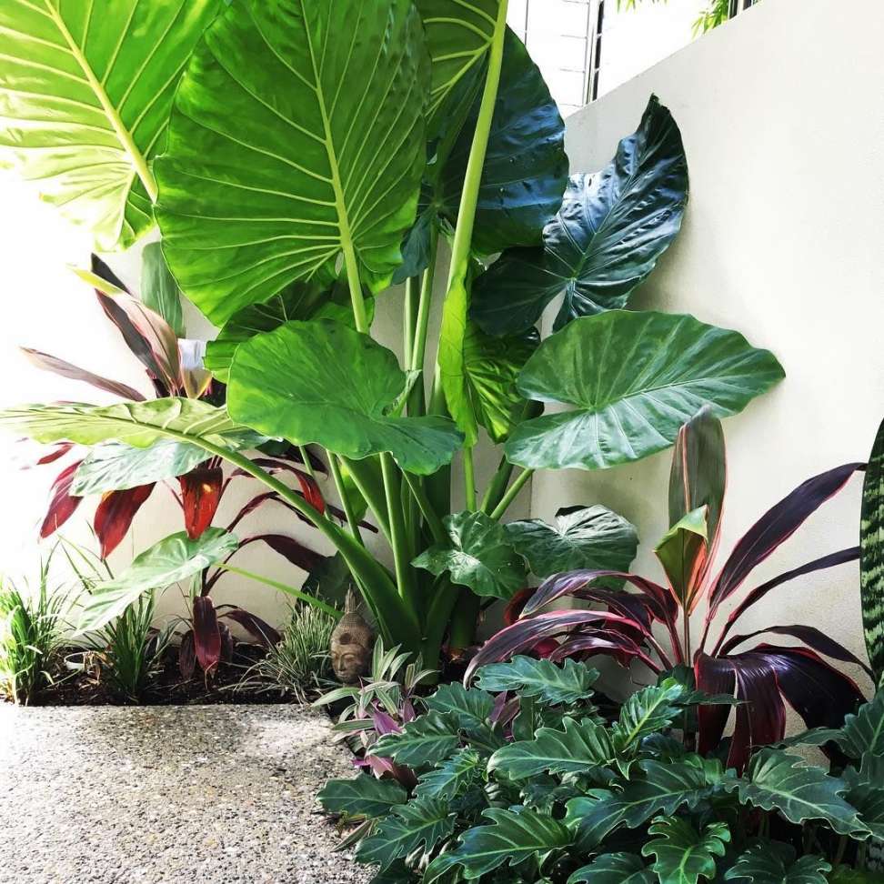 Elephant Ears are going crazy in this cool sunken courtyard