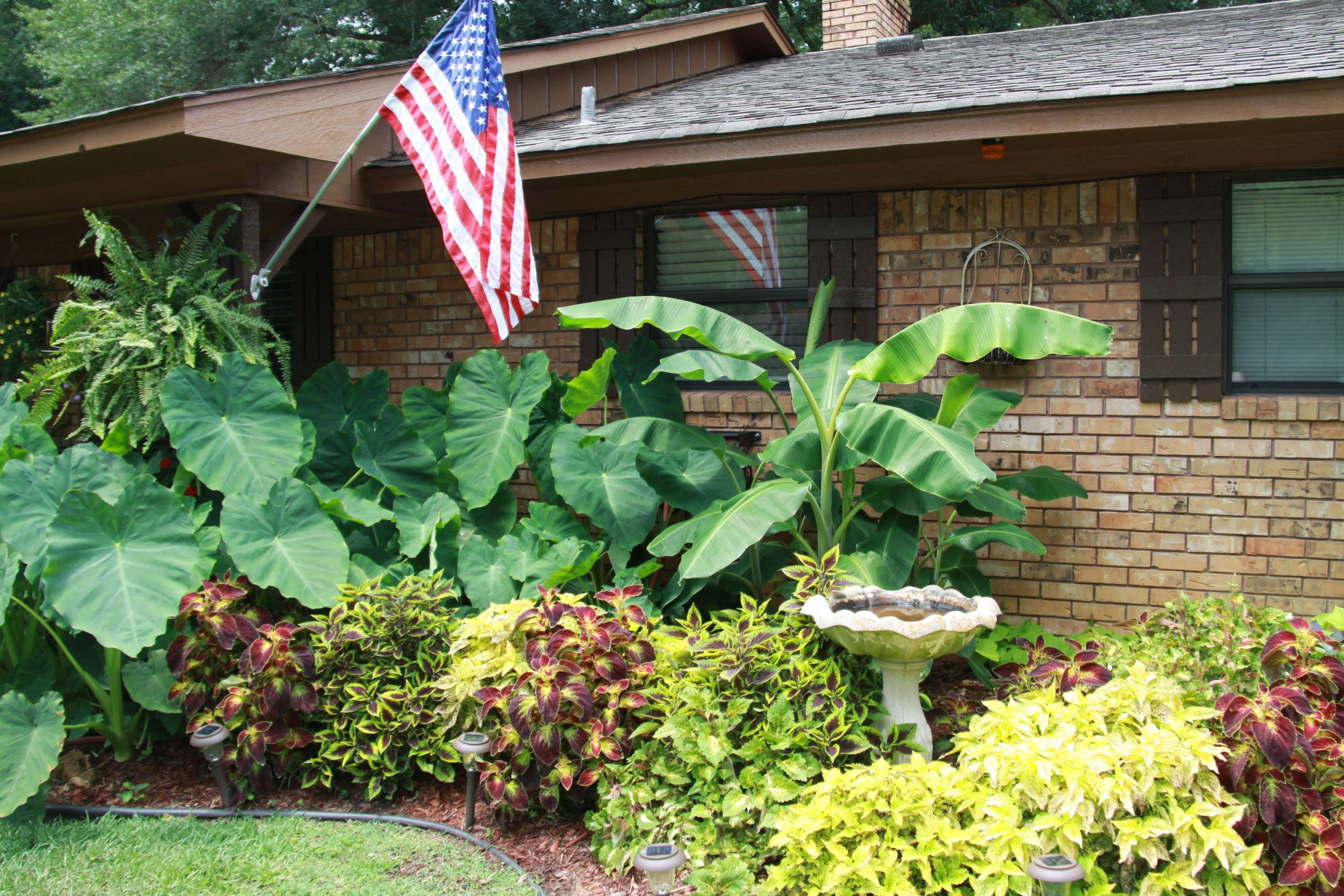 Elephant Ears, Banana Trees, & Coleus in my front flower bed