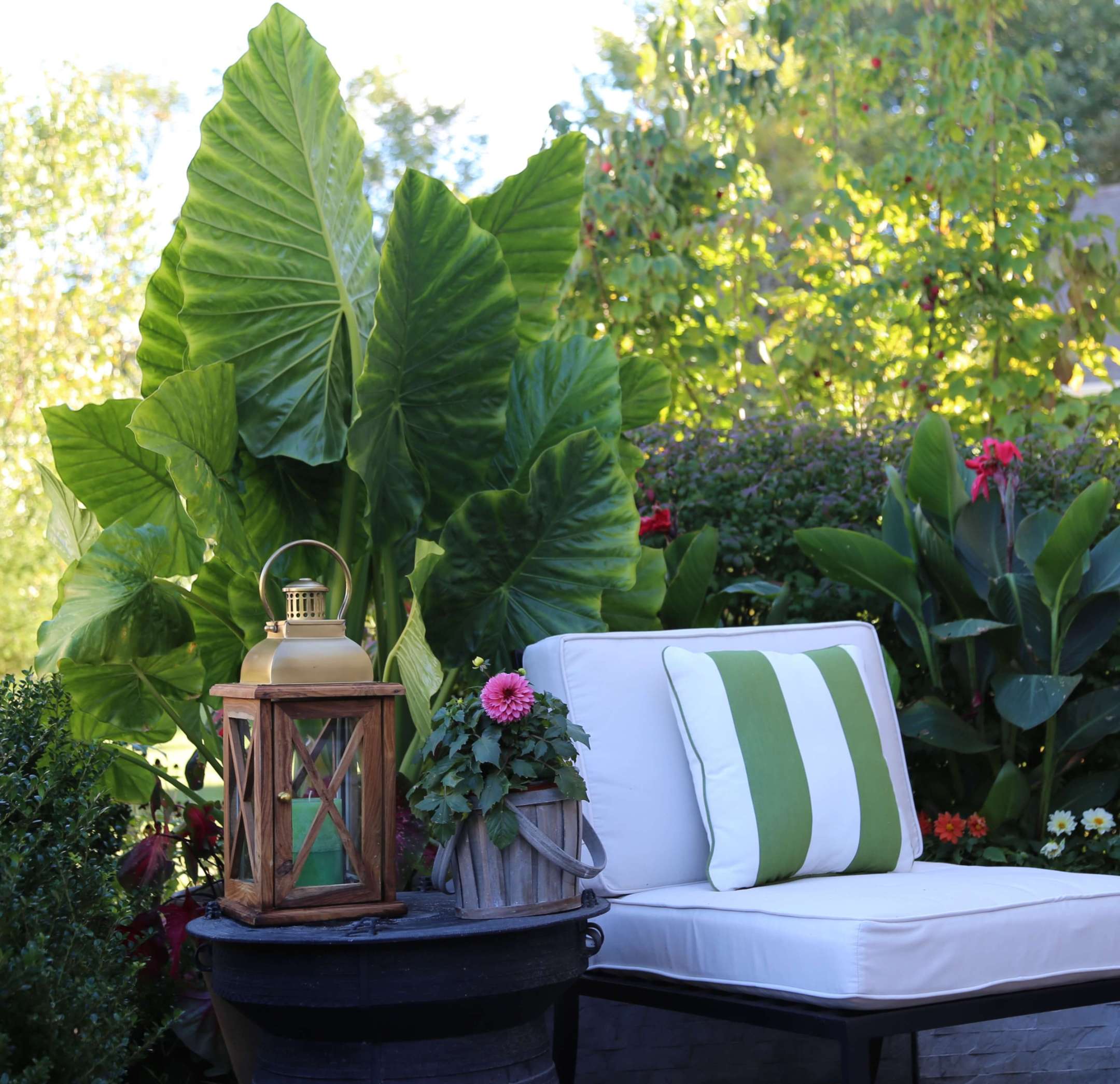 Elephant Ears: Late Summer Fireworks for Pots and Planters