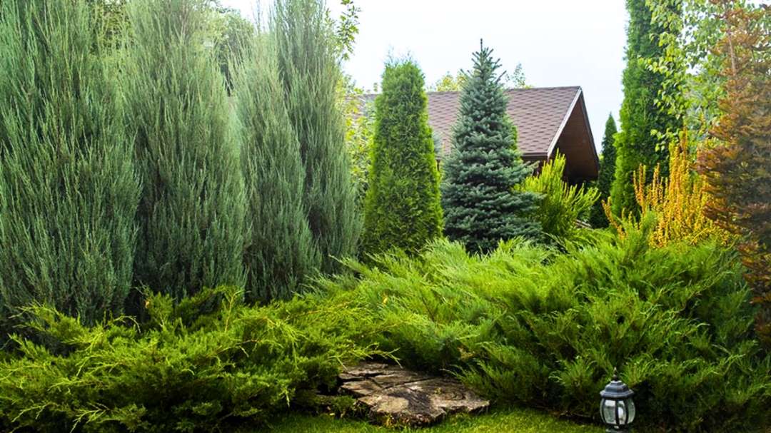 Enhancing Your Landscape with Junipers: Design, Companions