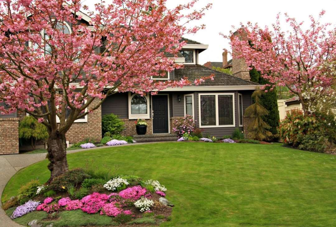 Front yard with dogwood trees in bloom - homeyou