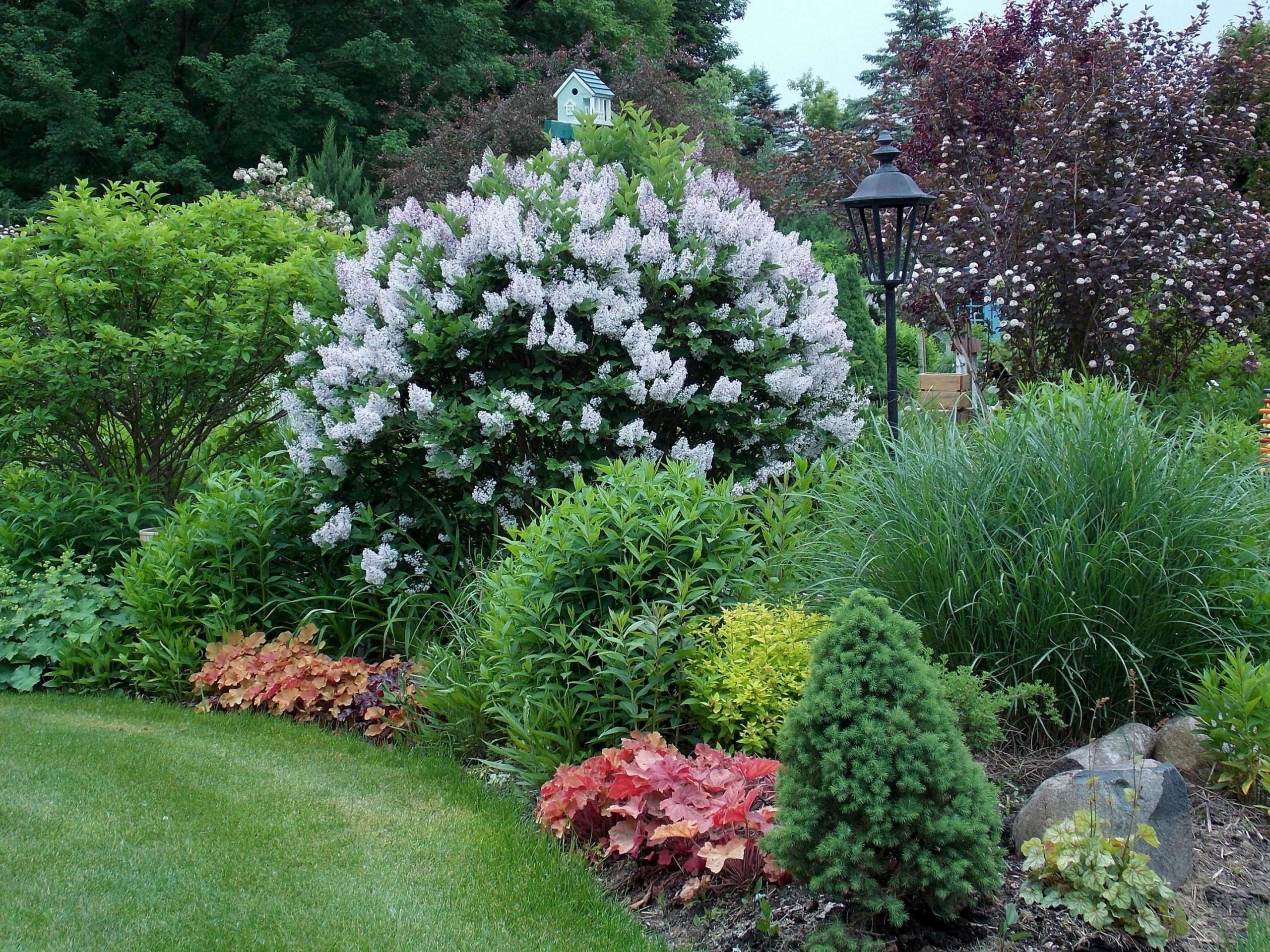 Garden in Spring - Miss Kim Lilac  Easy landscaping, Backyard