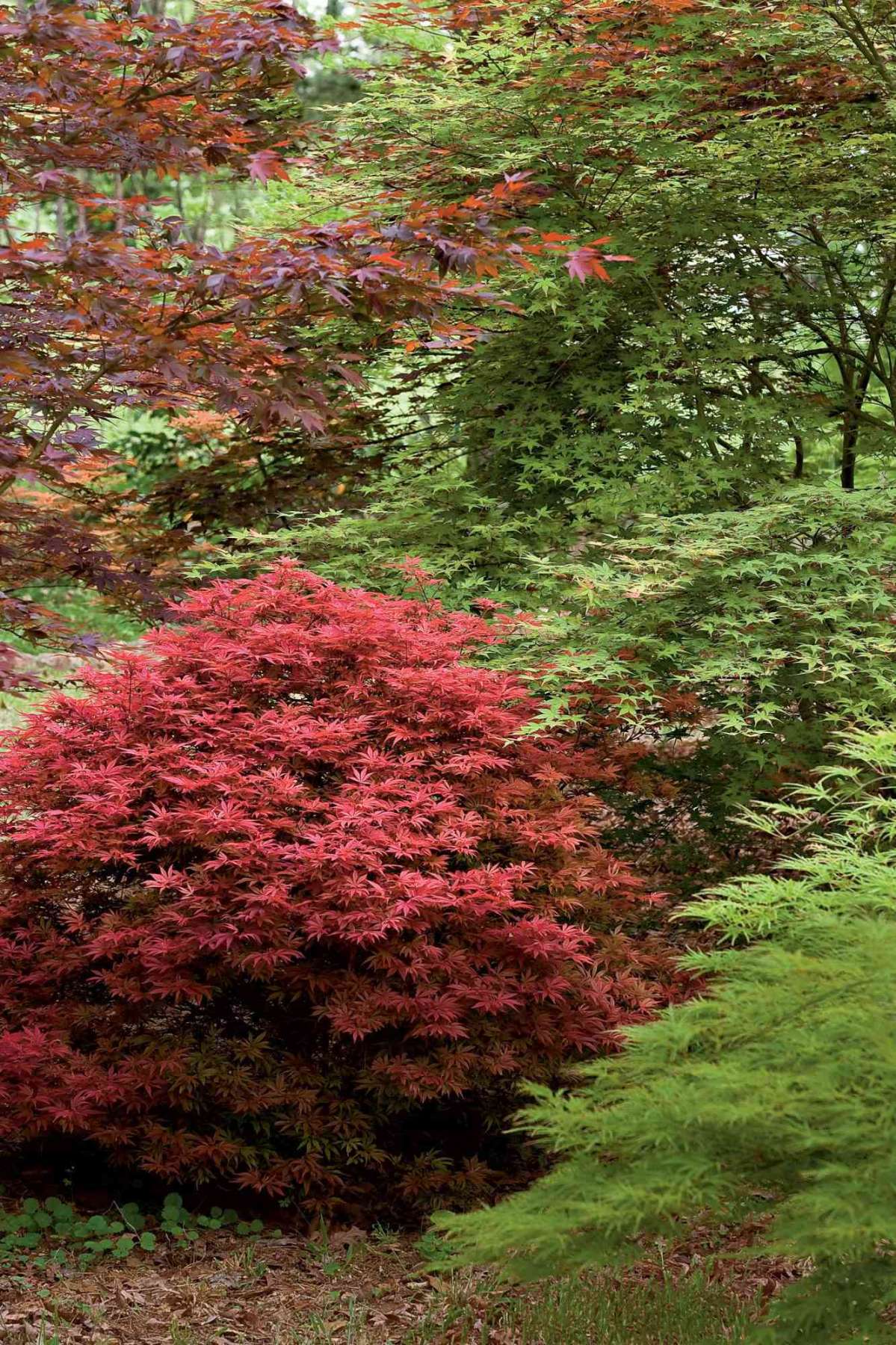 Gardening : Japanese Maple Trees