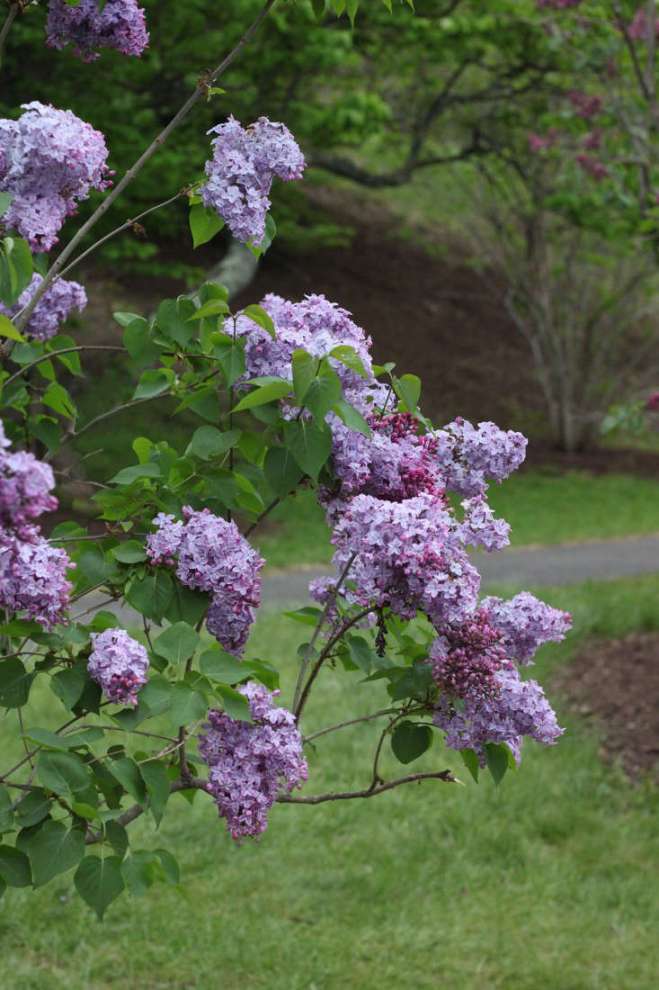 Gardening : Lilacs - Gardenista
