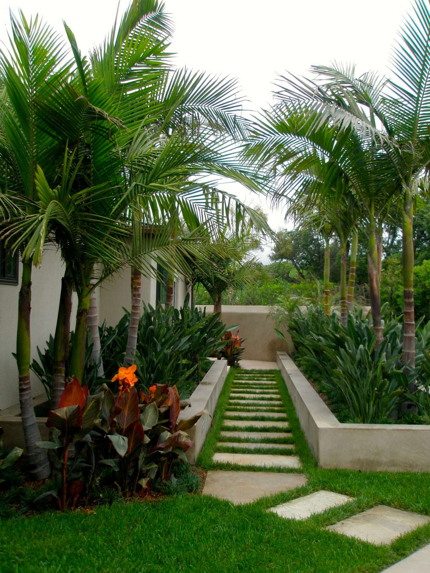 Giant Birds Of Paradise - Photos & Ideas  Houzz