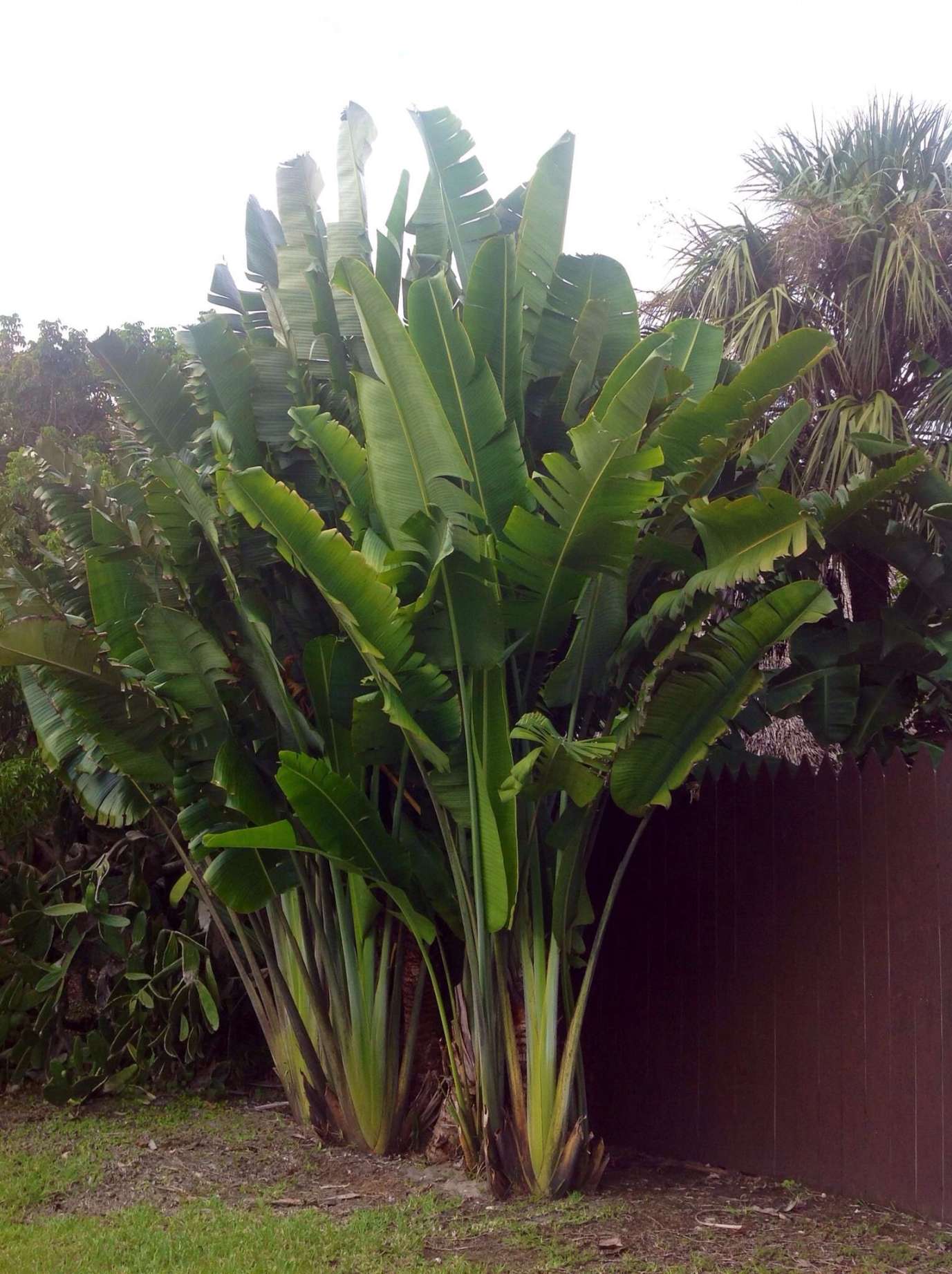 Giant plants, maybe a Bird of Paradise plant? Everglades Florida