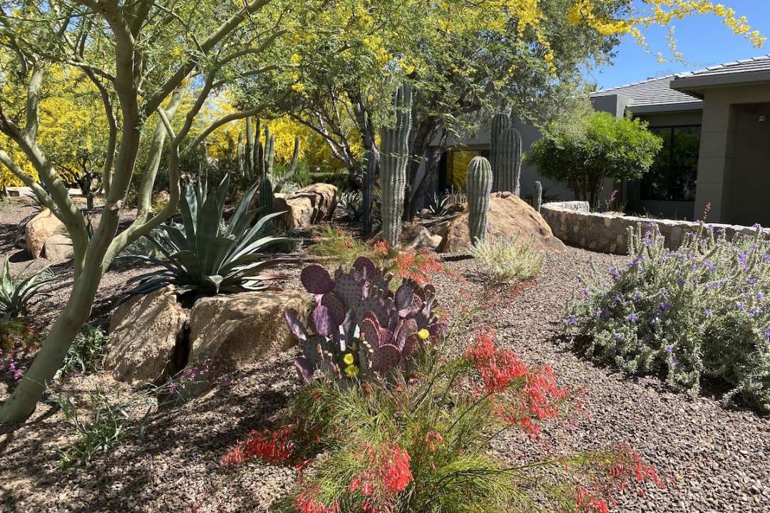 Great Plants and Ideas from Arizona Gardens - Debra Lee Baldwin