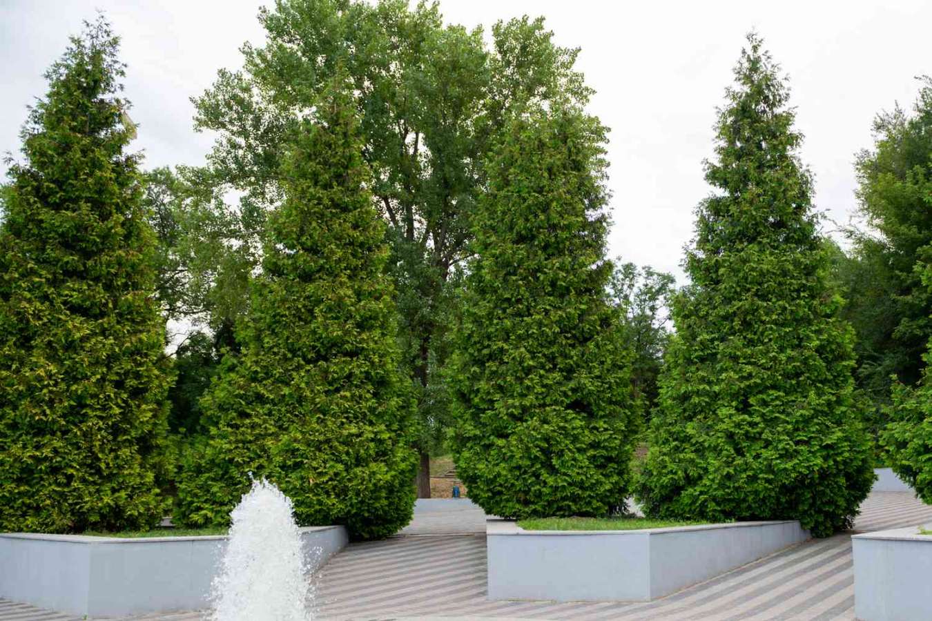 Green Giant Arborvitae: Care and Growing Guide