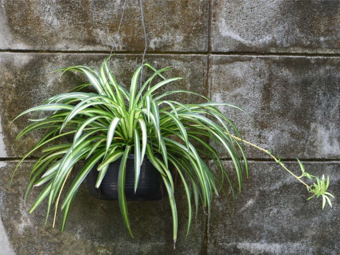 Grow A Spider Plant Today  Gardening Know How