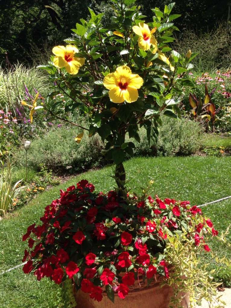 Hibiscus standard  Beautiful flowers garden, Flower pots outdoor