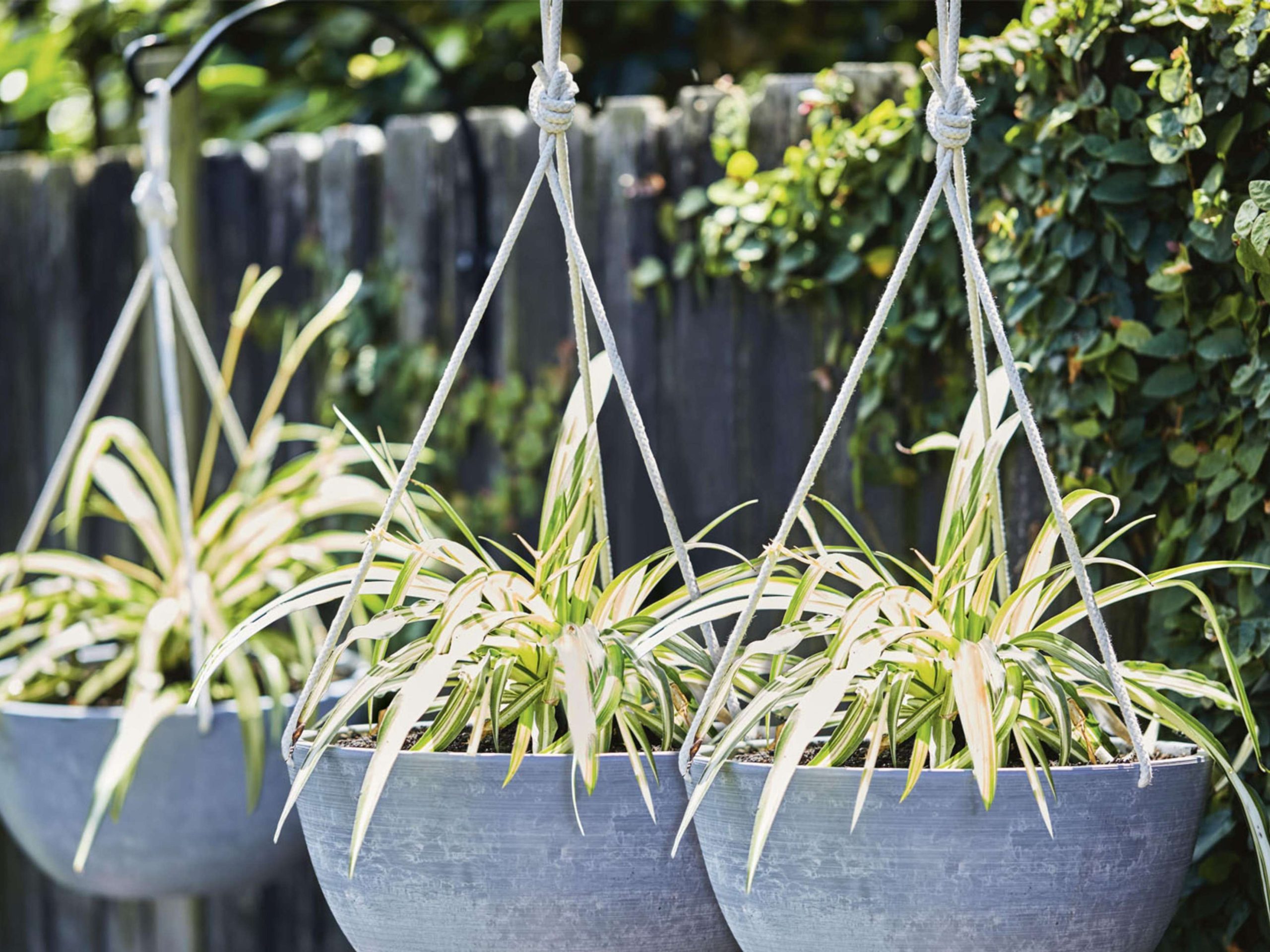 How To Grow And Care For A Spider Plant - Bunnings Australia