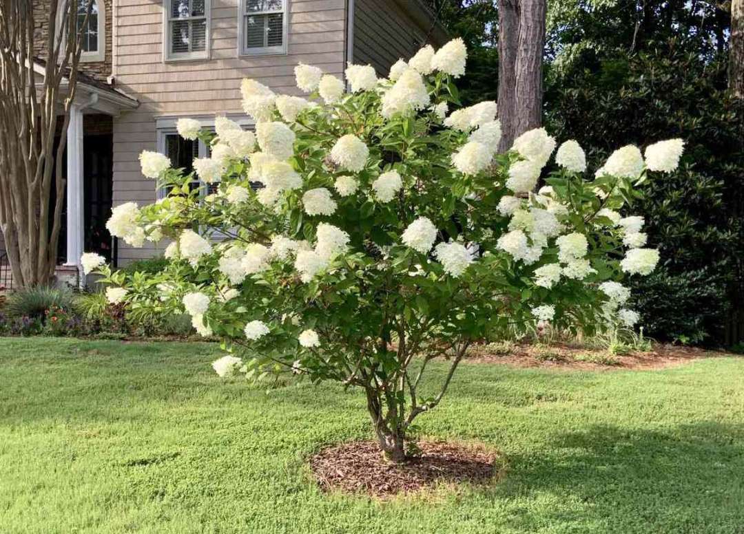 How To Grow And Care For Panicle Hydrangeas