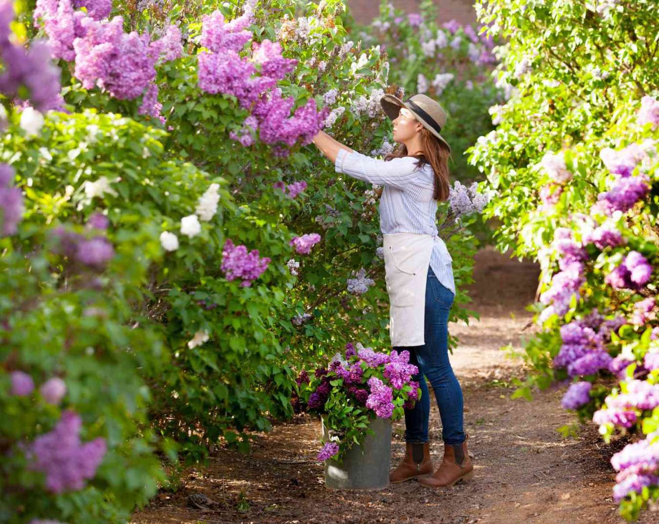 How to Grow, Maintain and Display Beautiful, Fragrant Lilacs
