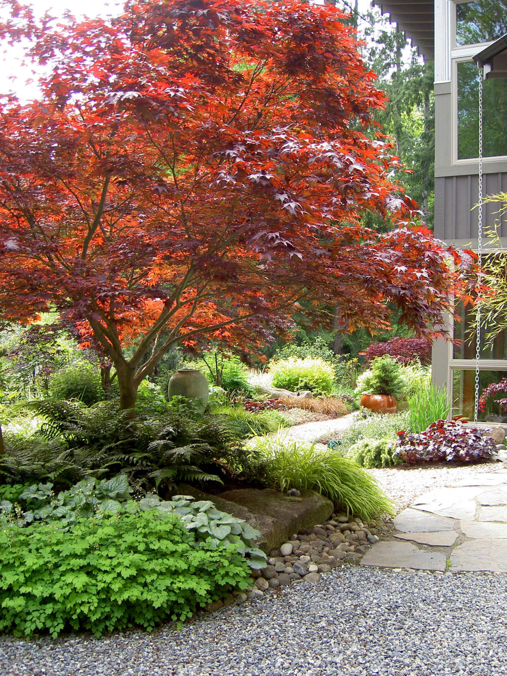 Japanese Maple Tree  Outdoor Plant Profile  Houzz AU