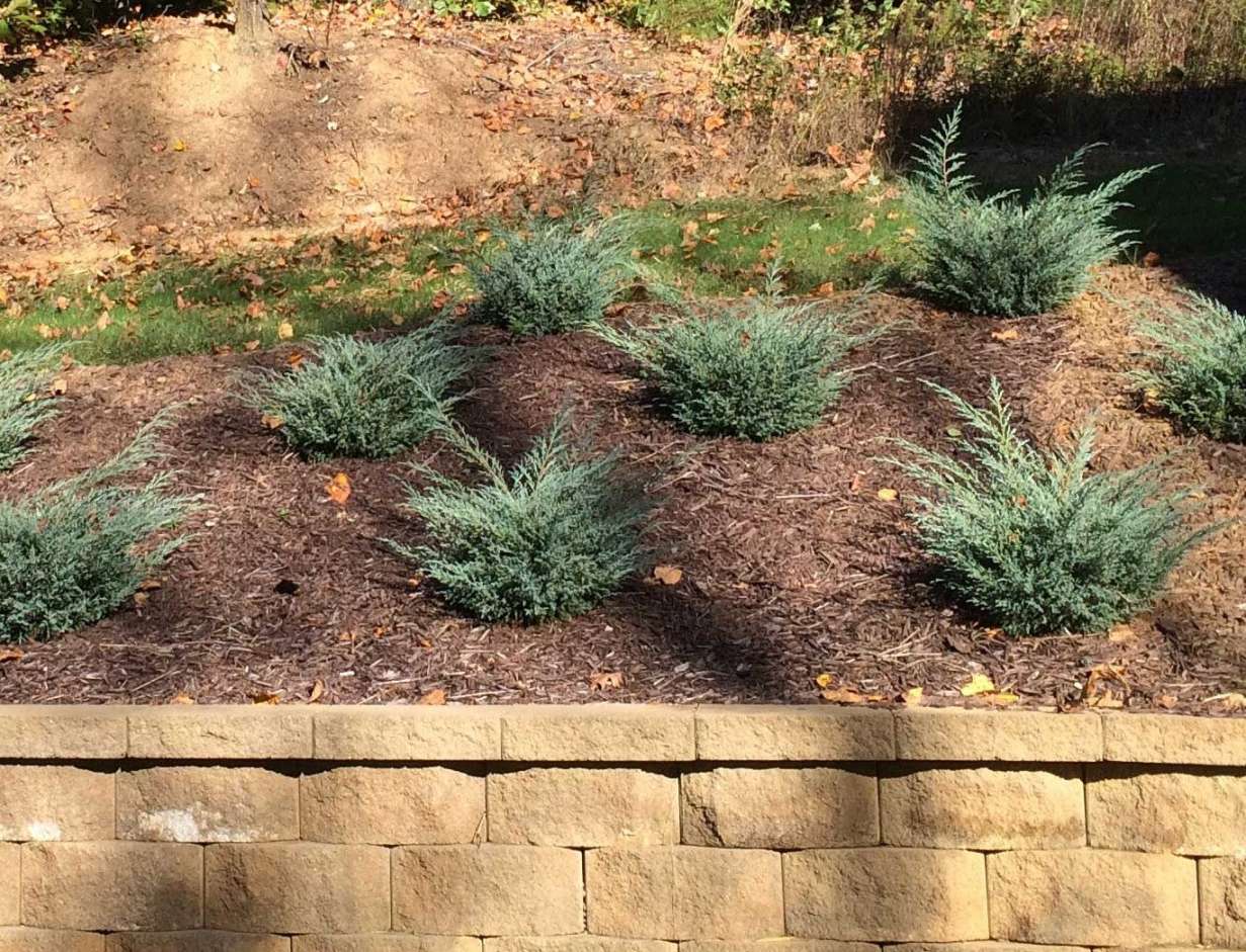 Junipers on Hillsides  Ideas and Care - PlantingTree