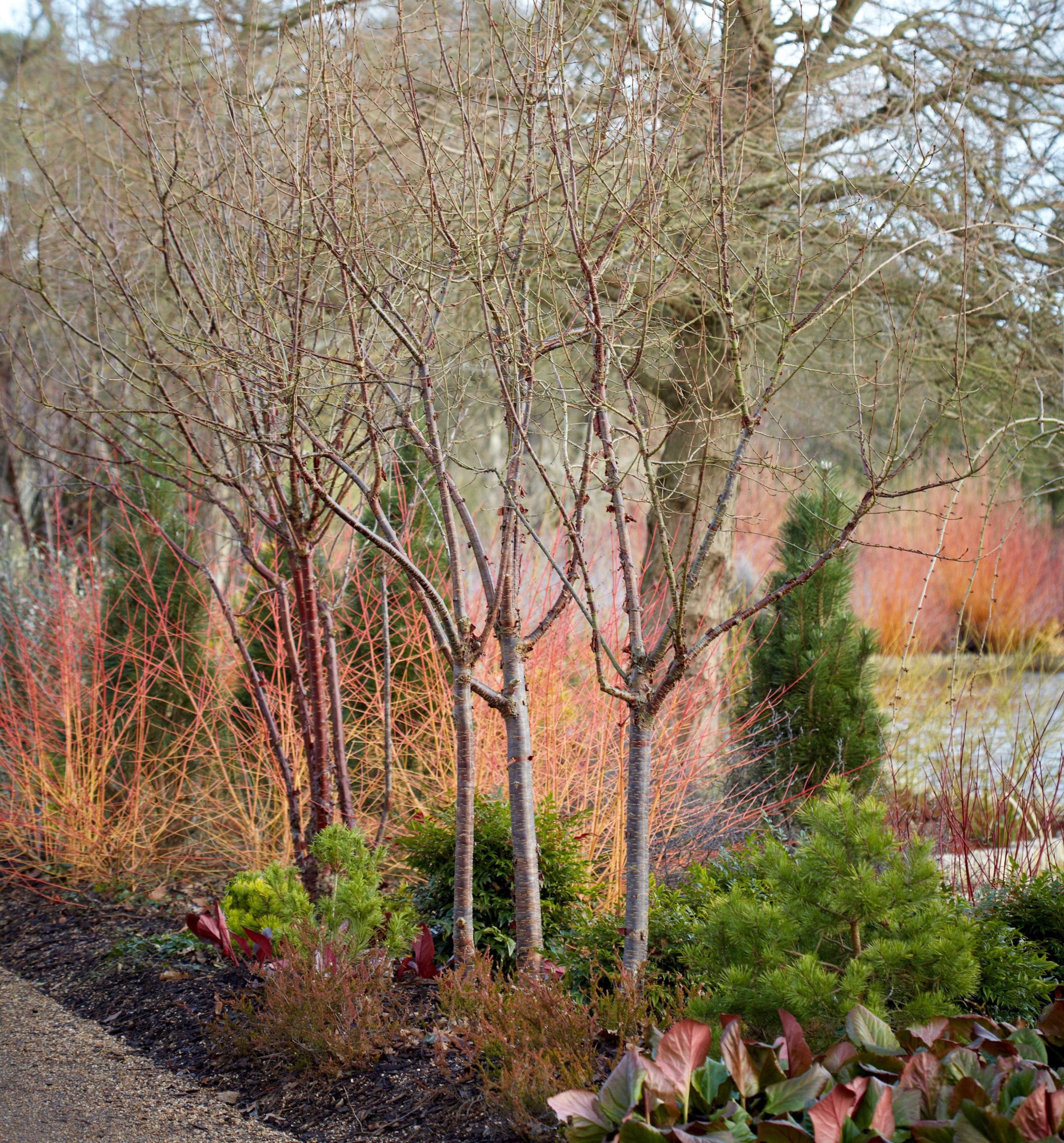 Landscape Ideas: Blazing Color with Red Twig Dogwood,  Ways
