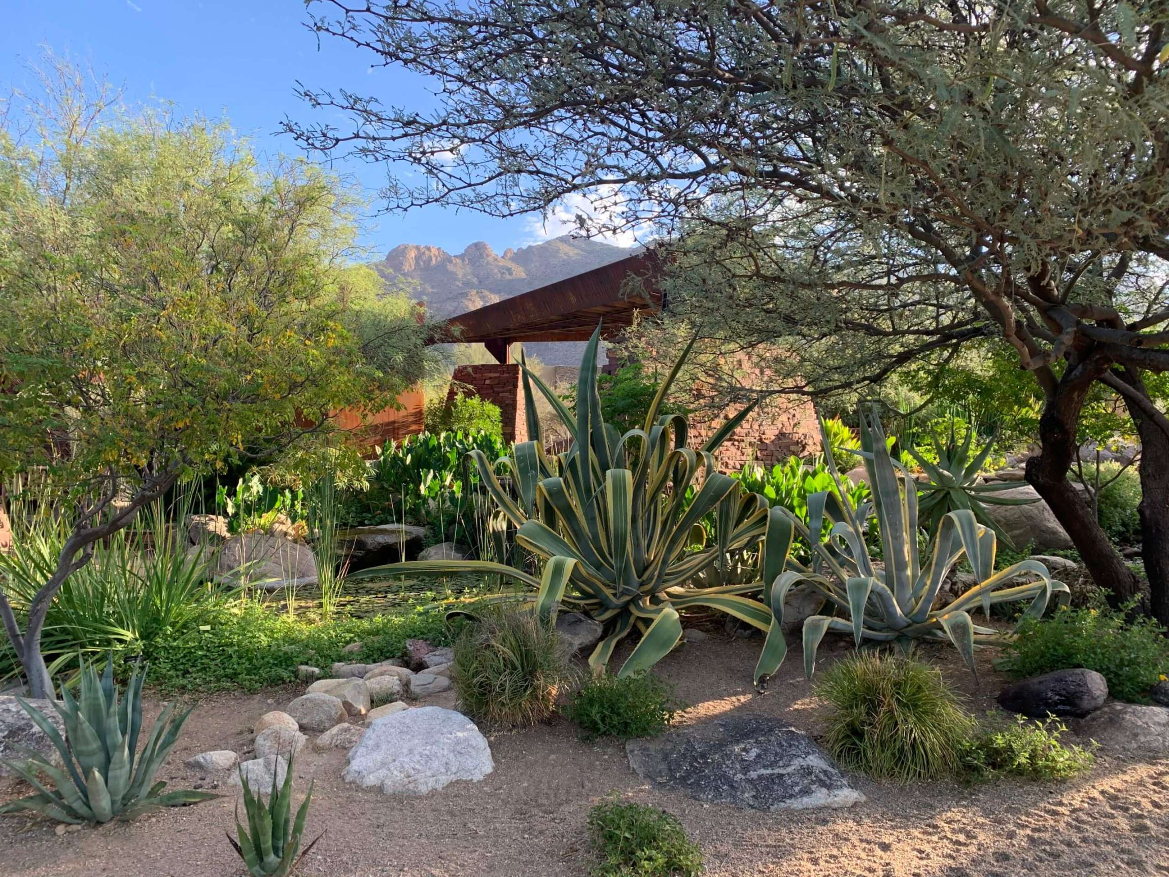Landscape Renovations in Tucson, AZ  Horticulture Unlimited