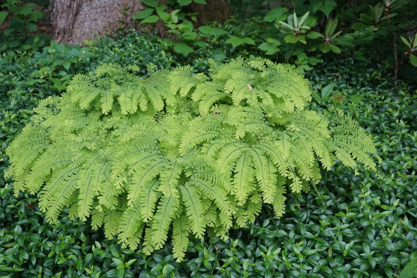 Landscaping With Ferns  Piedmont Master Gardeners