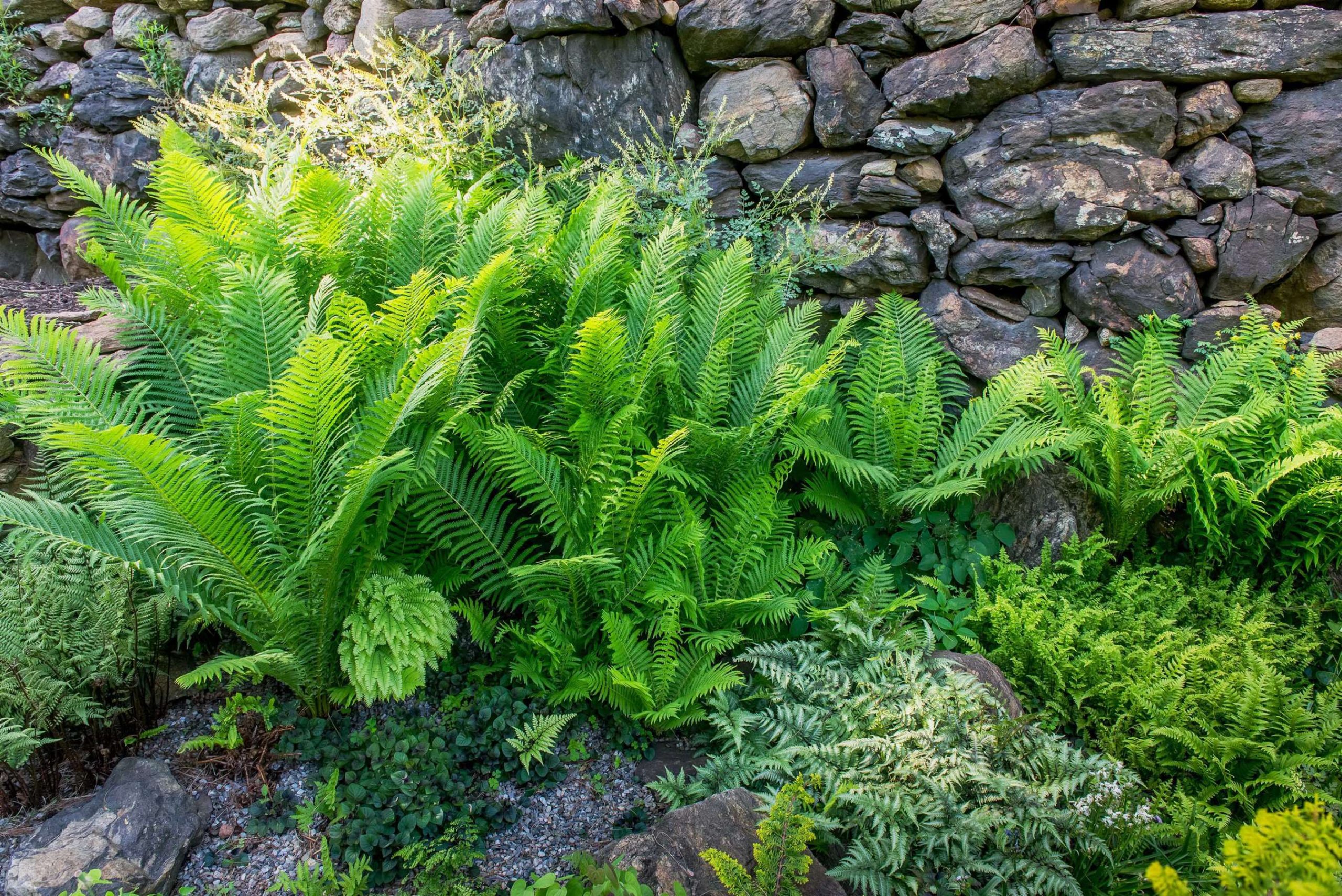 Low-Maintenance Ferns to Liven Up Your Shade Garden