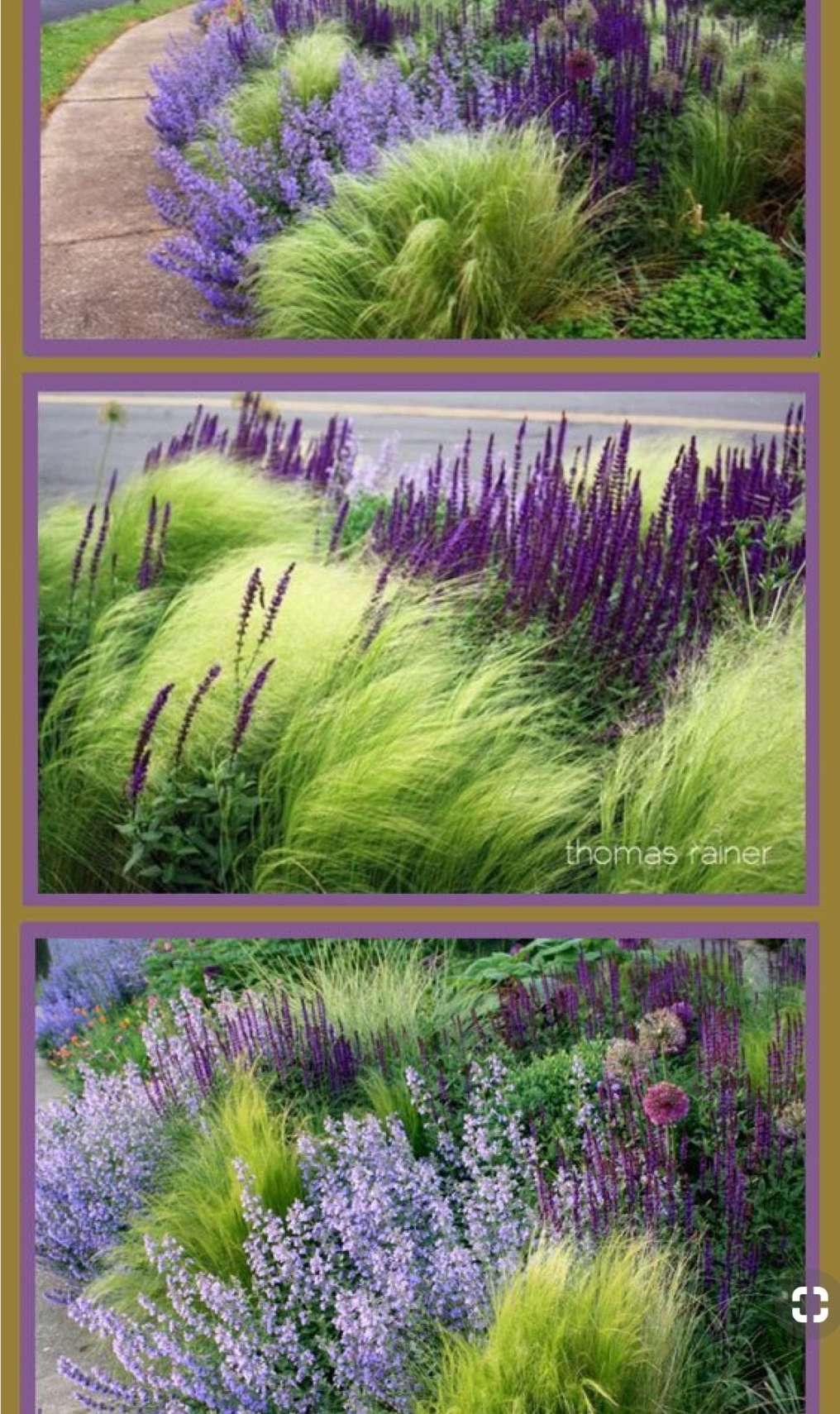 Mexican Feather grass and purple