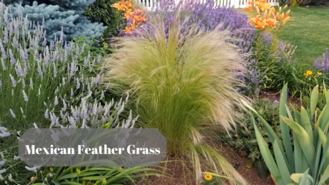 Mexican Feather Grass - Plant Guide