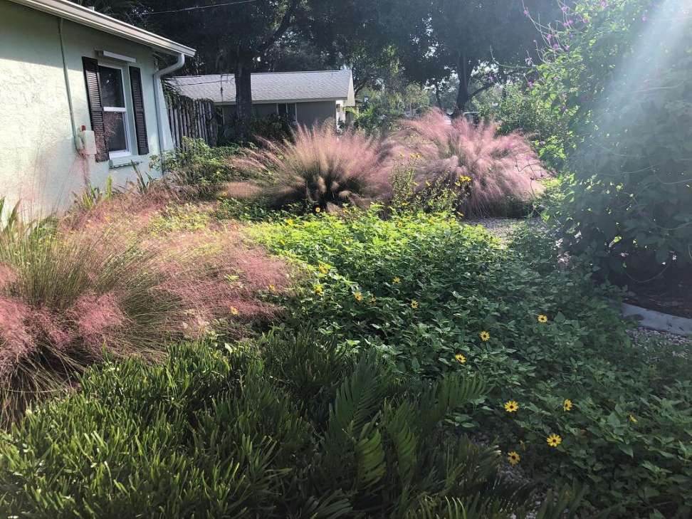 Muhly Grass — Florida Native Plants Nursery & Landscaping