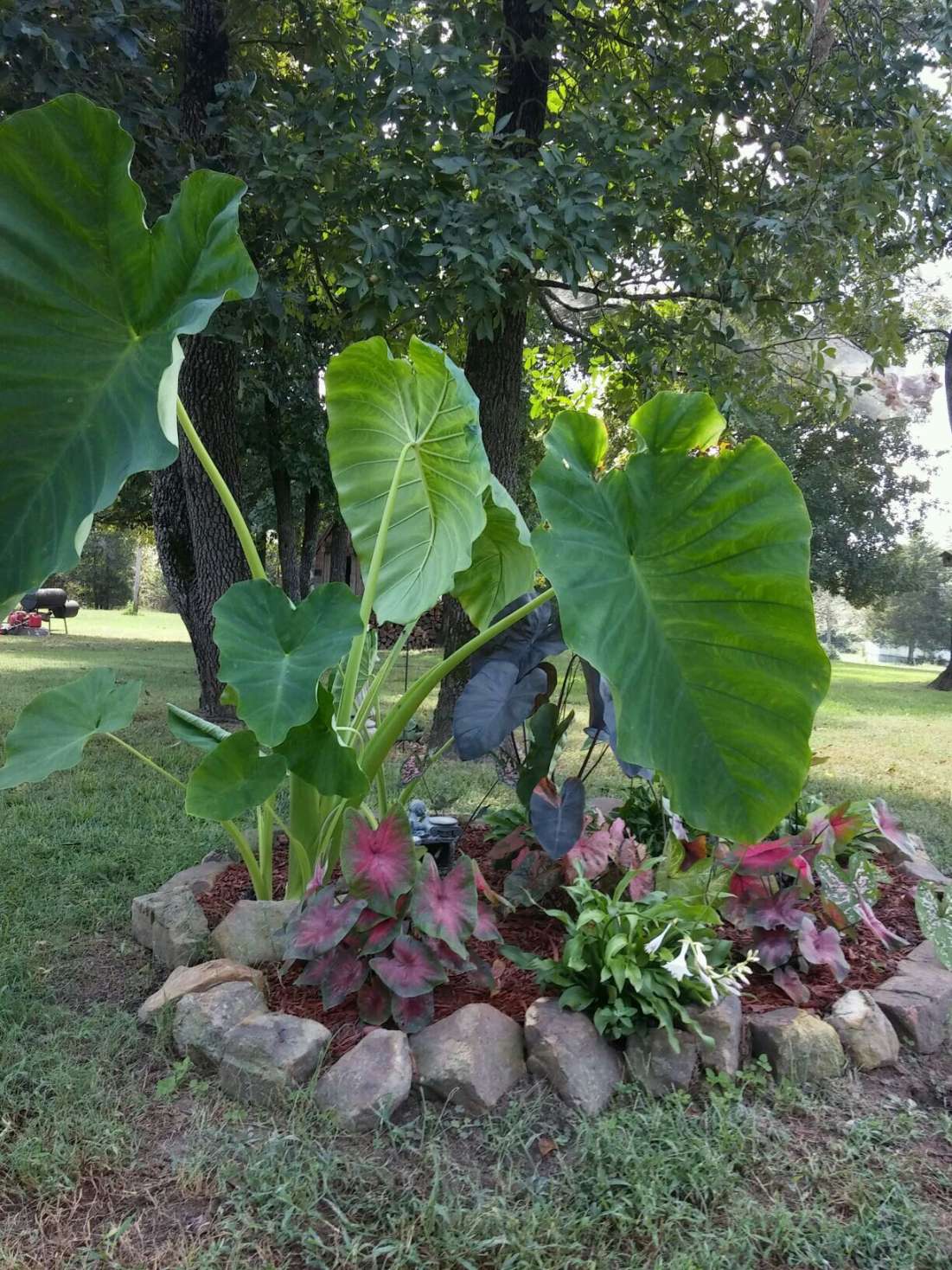 My First Elephant Ear Flower Bed  Elephant Ear Plant