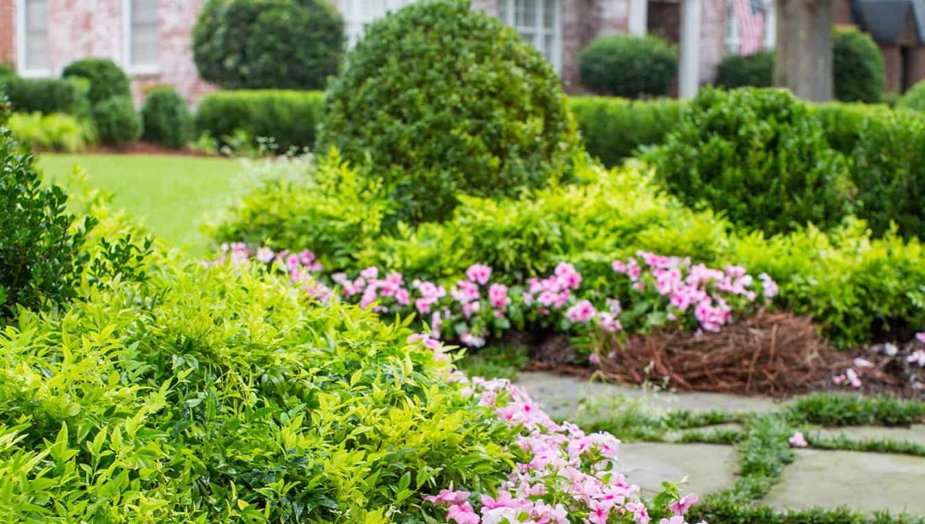 Nandina – Five Ways - Southern Living Plants