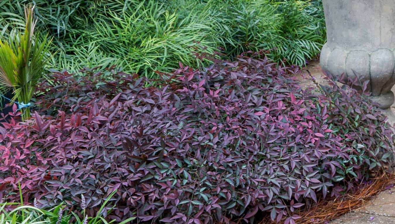 Nandina – Five Ways - Southern Living Plants