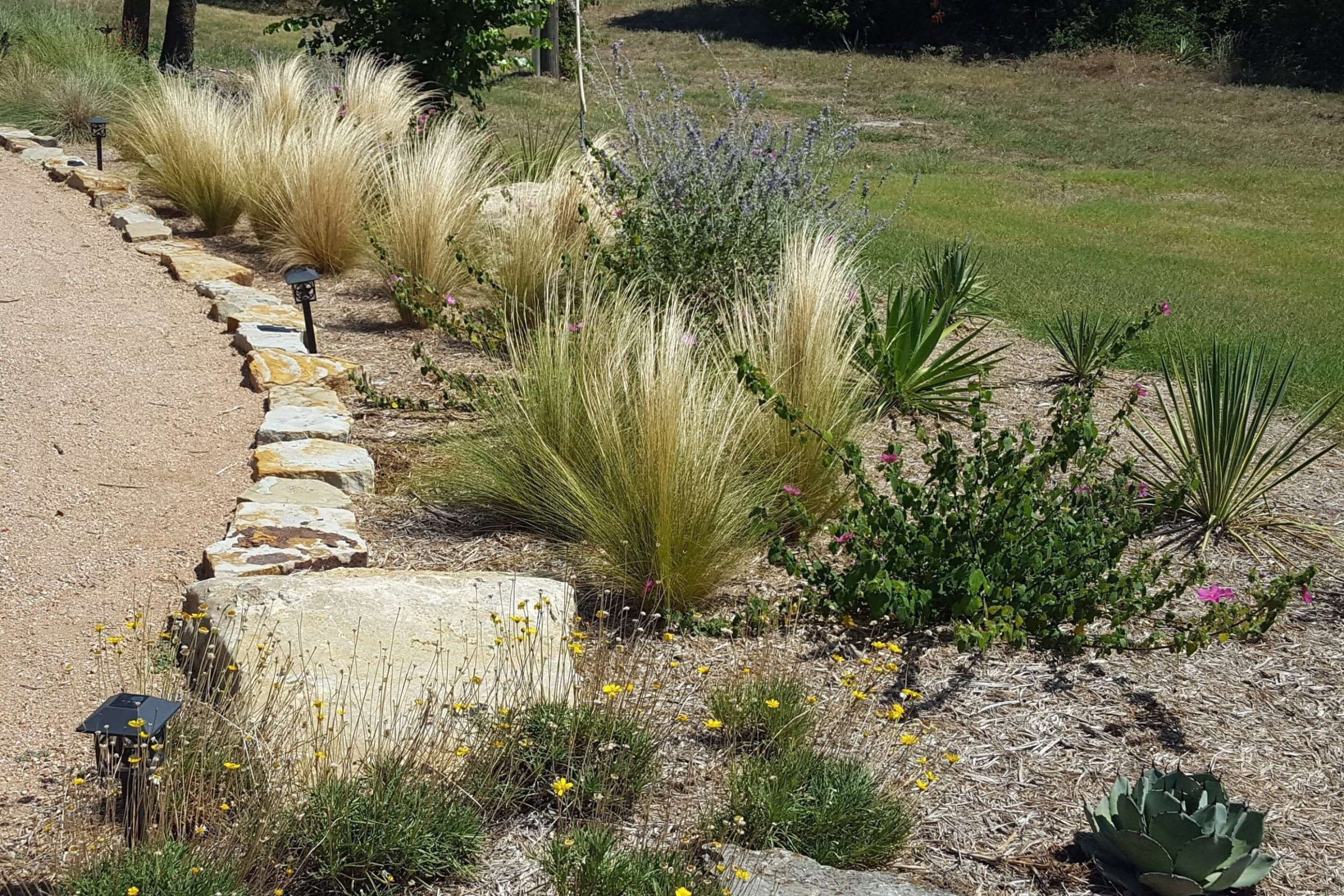 Nassella tenuissima (Mexican Feather Grass) – Eco Blossom Nursery