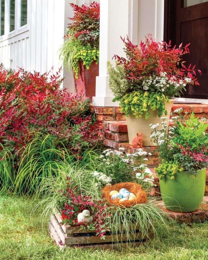 Obsession™ Nandina - Southern Living Plants  Southern living