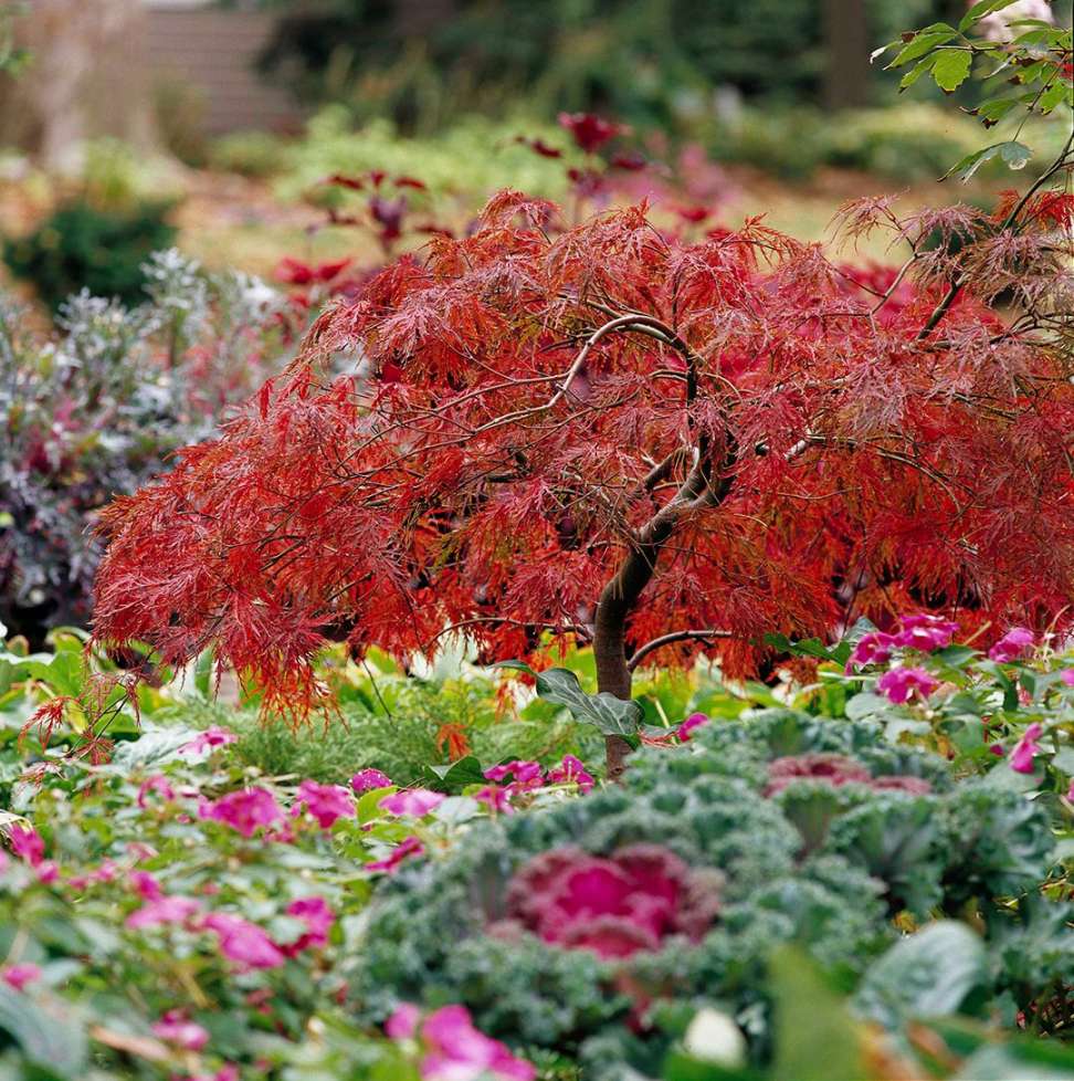 of the Most Colorful Japanese Maple Trees for Your Yard